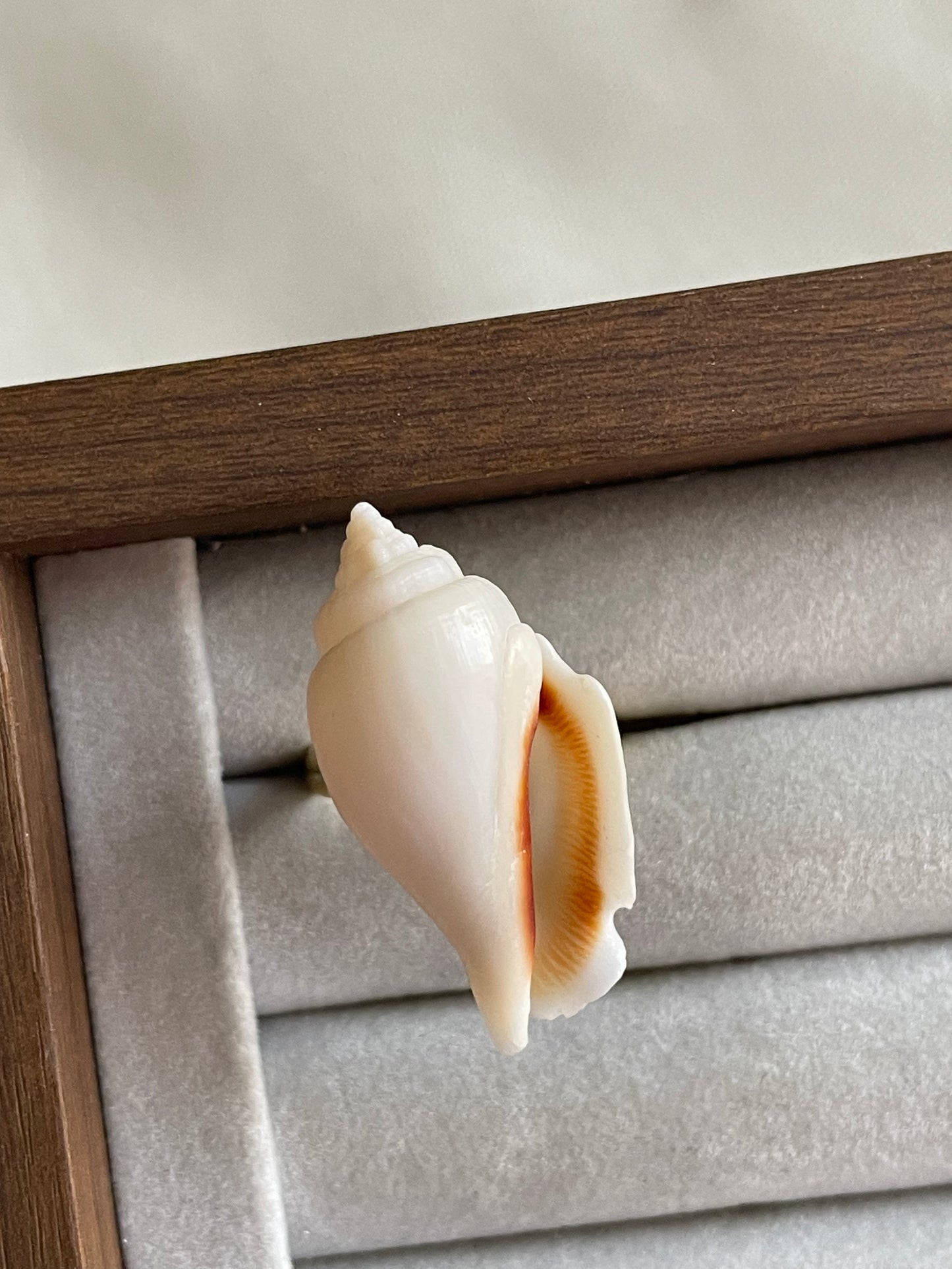 White Wing Shell Ring | Adjustable
